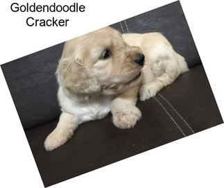 Goldendoodle Cracker