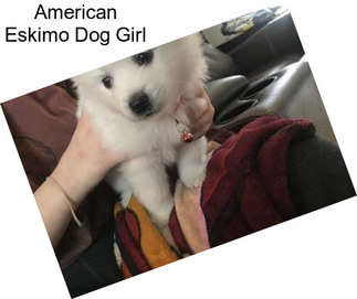 American Eskimo Dog Girl