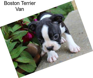 Boston Terrier Van