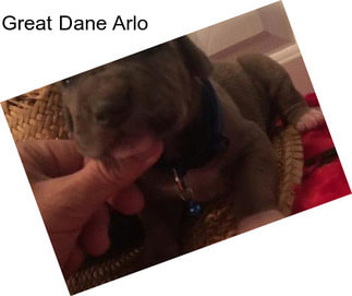 Great Dane Arlo