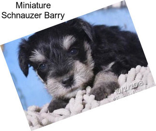 Miniature Schnauzer Barry