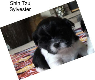 Shih Tzu Sylvester