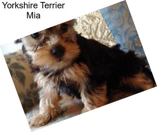 Yorkshire Terrier Mia