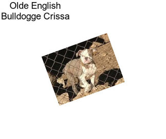 Olde English Bulldogge Crissa