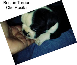 Boston Terrier Ckc Rosita