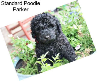 Standard Poodle Parker