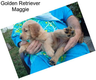 Golden Retriever Maggie