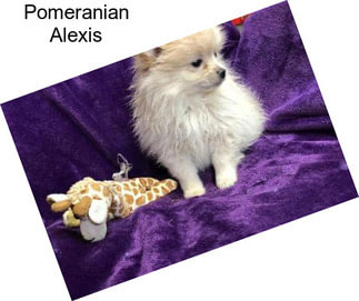 Pomeranian Alexis