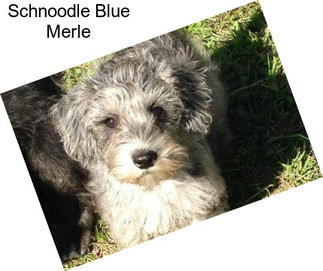 Schnoodle Blue Merle