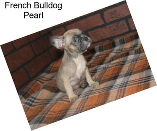 French Bulldog Pearl