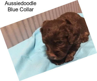 Aussiedoodle Blue Collar