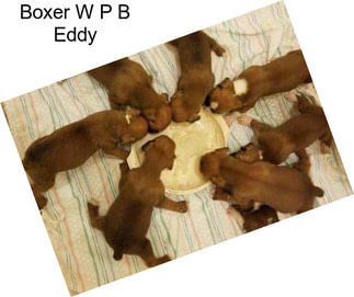 Boxer W P B Eddy