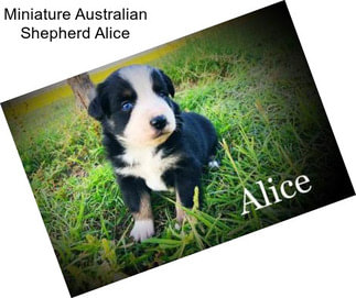 Miniature Australian Shepherd Alice