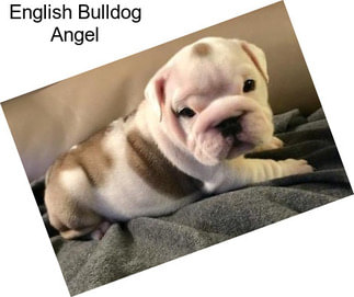 English Bulldog Angel
