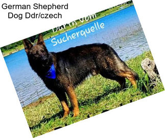 German Shepherd Dog Ddr/czech