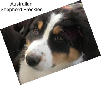 Australian Shepherd Freckles