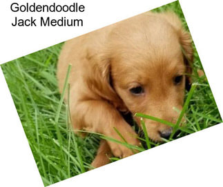 Goldendoodle Jack Medium