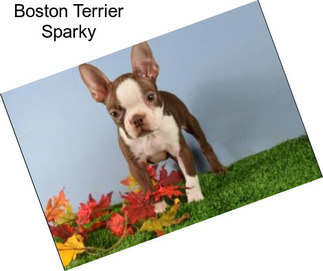 Boston Terrier Sparky