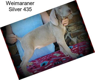 Weimaraner Silver 435