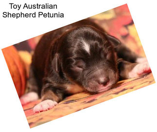 Toy Australian Shepherd Petunia