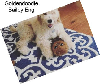 Goldendoodle Bailey Eng