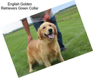 English Golden Retrievers Green Collar