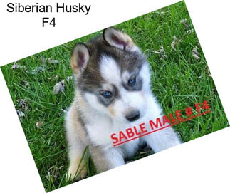 Siberian Husky F4