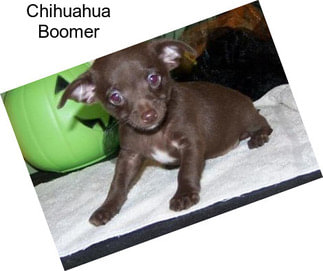 Chihuahua Boomer
