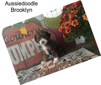 Aussiedoodle Brooklyn