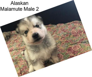Alaskan Malamute Male 2
