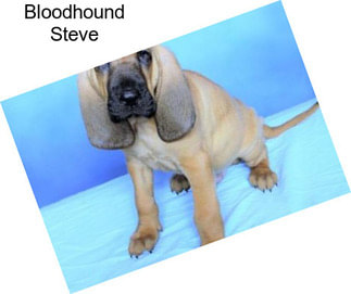 Bloodhound Steve