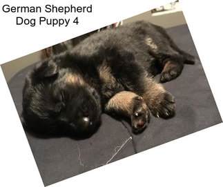 German Shepherd Dog Puppy 4