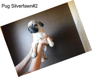 Pug Silverfawn#2