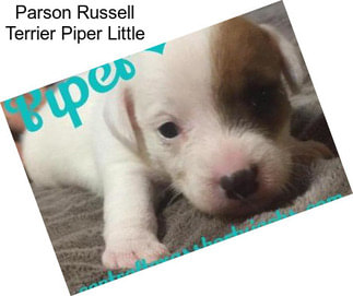 Parson Russell Terrier Piper Little