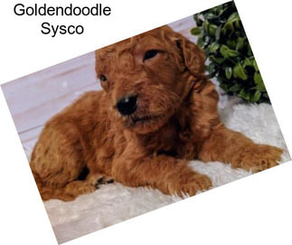 Goldendoodle Sysco