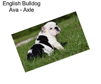 English Bulldog Ava - Axle