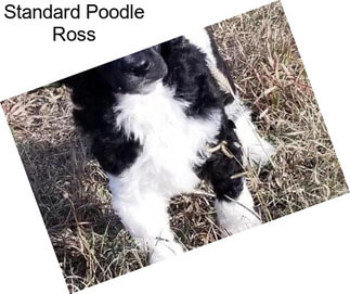 Standard Poodle Ross