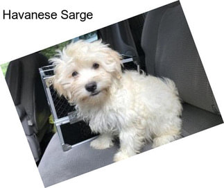 Havanese Sarge