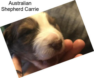 Australian Shepherd Carrie