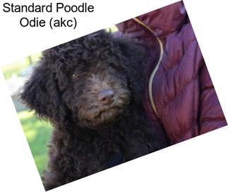 Standard Poodle Odie (akc)