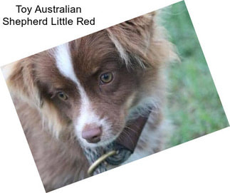 Toy Australian Shepherd Little Red