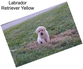 Labrador Retriever Yellow