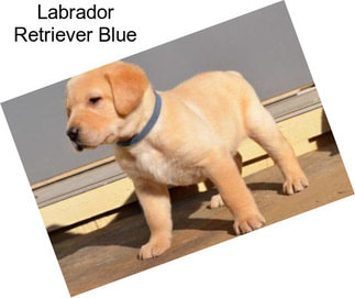 Labrador Retriever Blue