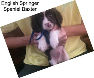 English Springer Spaniel Baxter