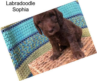 Labradoodle Sophia