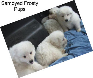 Samoyed Frosty Pups