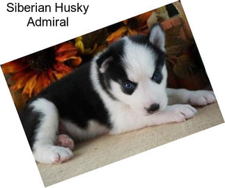 Siberian Husky Admiral