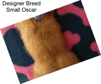 Designer Breed Small Oscar