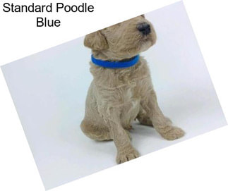 Standard Poodle Blue