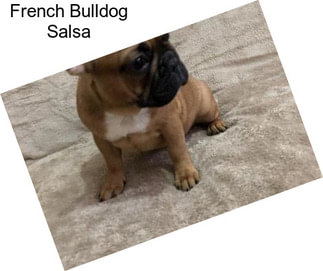 French Bulldog Salsa